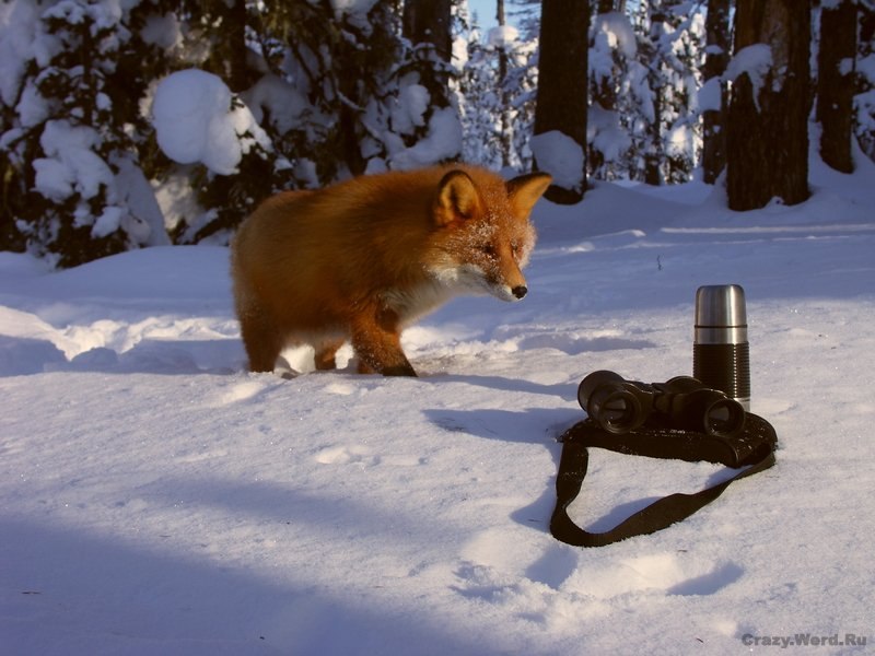 Анастасия Кодесникова *little girl* | Ижевск