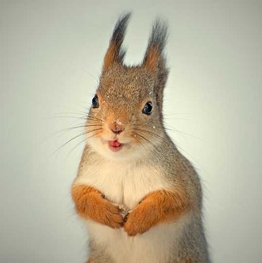 №74, Илья Пашков, Chicago №74, Илья Пашков, Chicago