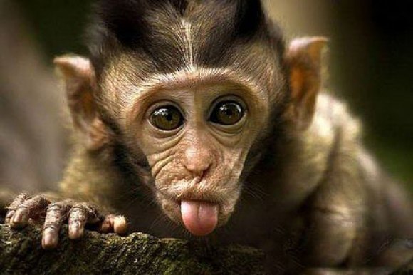 Денис Колобахин | Вязники