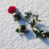 Аватар: Сергей Сергеев