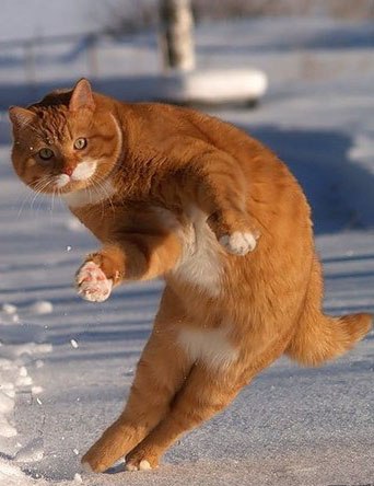 Полина Белова Amor vincit Omnia | Иваново