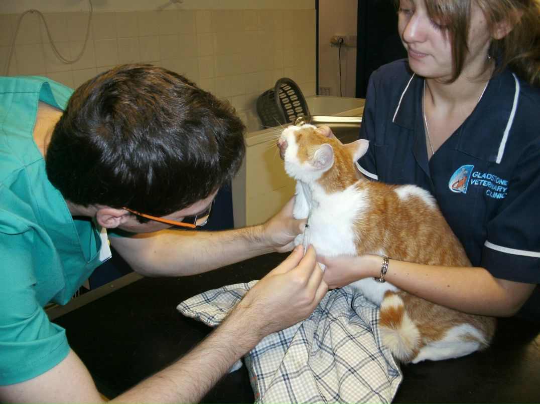 Эдгар Осьминин Amadeus | Каунас