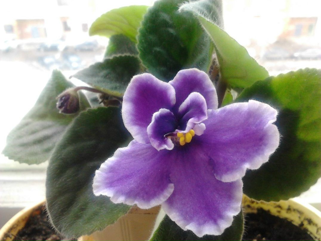 Валентина Давыдова | Чебоксары