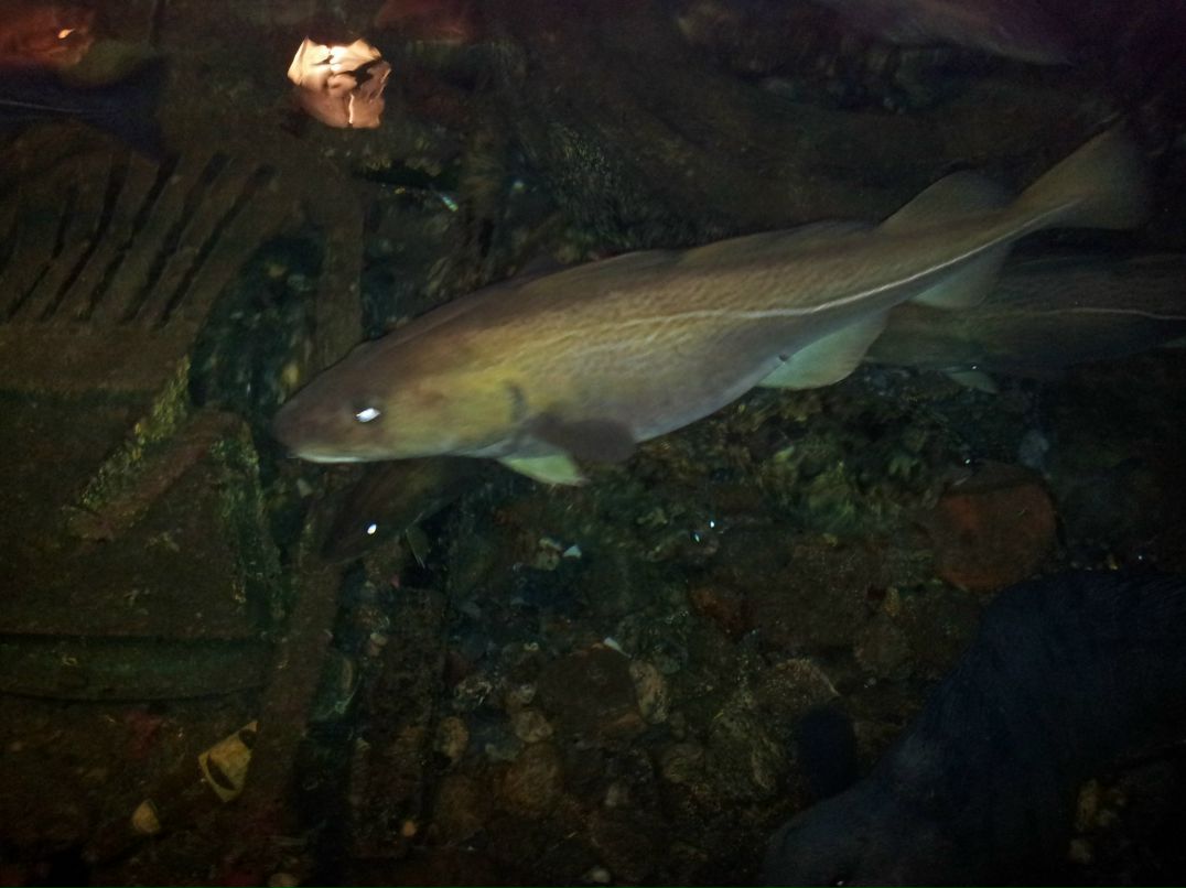 Ирина Дежан | Санкт-Петербург