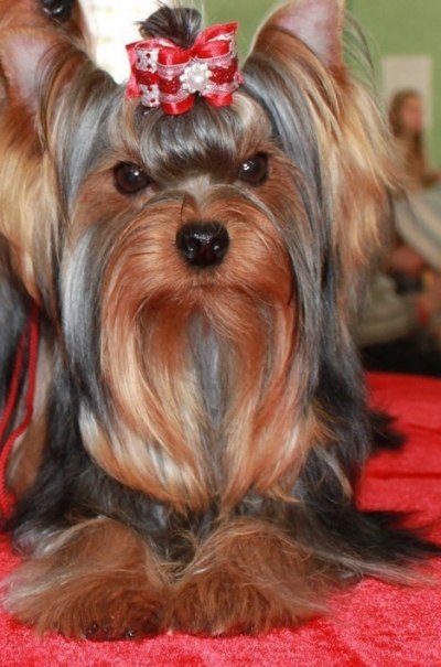 Алёна Вербовская | Киев