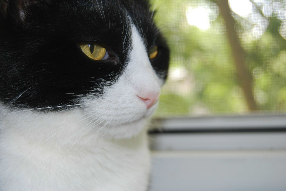 Алёнка Старостюк | 