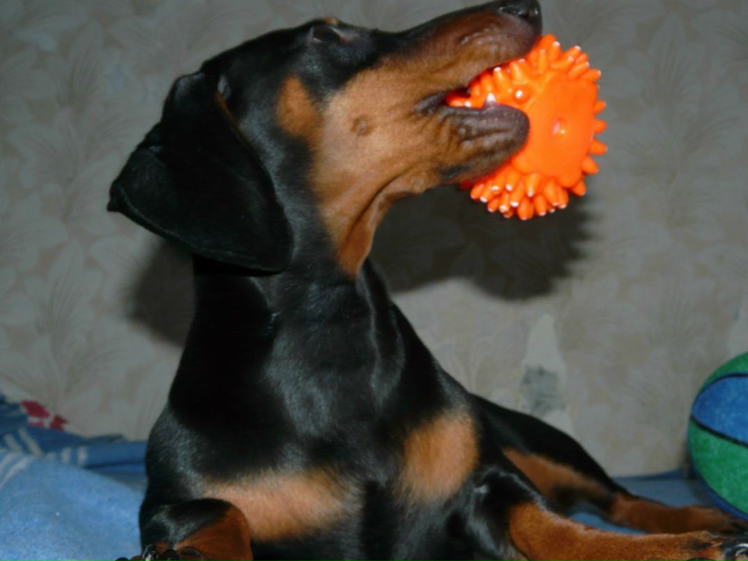 Игорь Гук Викторович | Киев