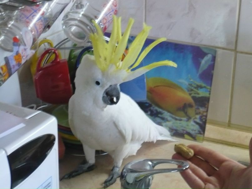 Светлана Холмогорцева | 