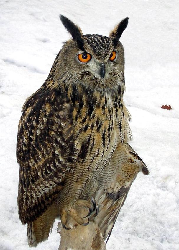 Фарит Ахмеров | Новосмолинский