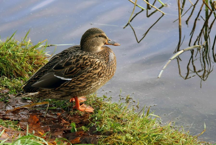 №110, Евгений Шафер, 3.8.1965 №110, Евгений Шафер, 3.8.1965