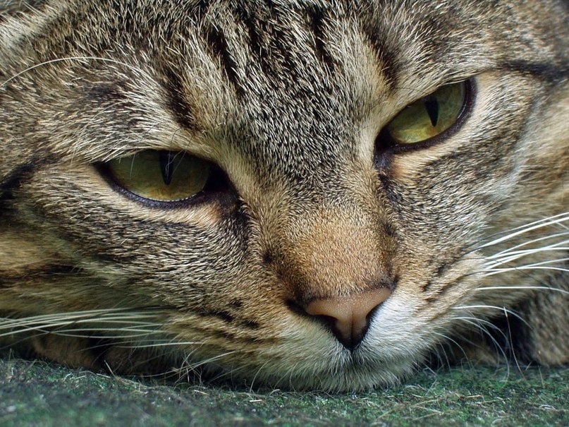 Ирина Руденко | Киев