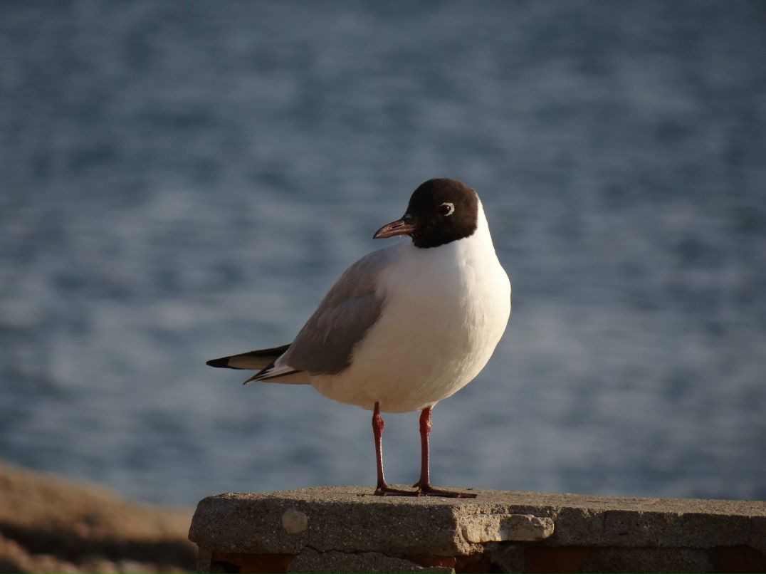 Иван Брусника | 