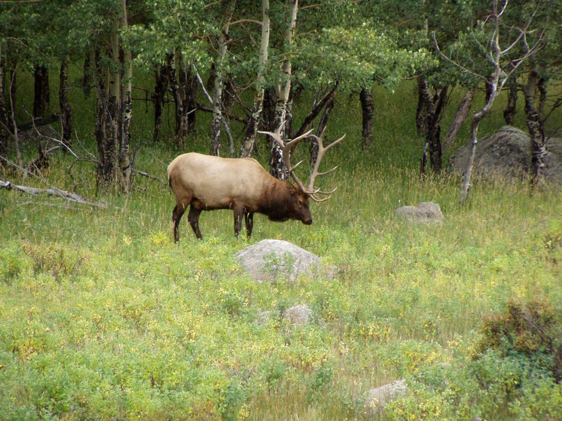 Bob Wolf | Sauk Rapids