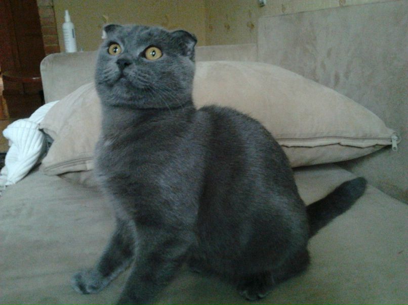 Виктория Ковалевская | Днепр (Днепропетровск)