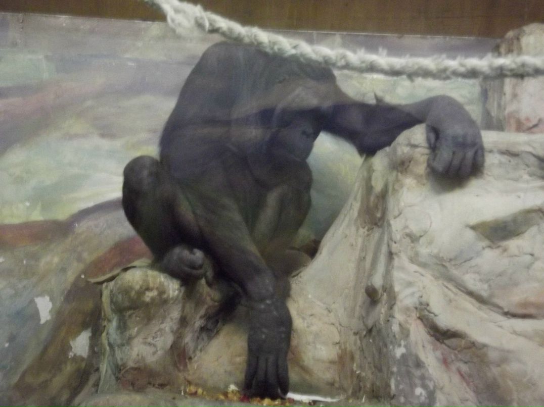 Галина Зайко | Новосибирск