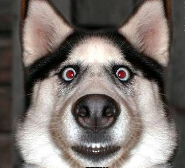 Дюдюка Барбидокская | 