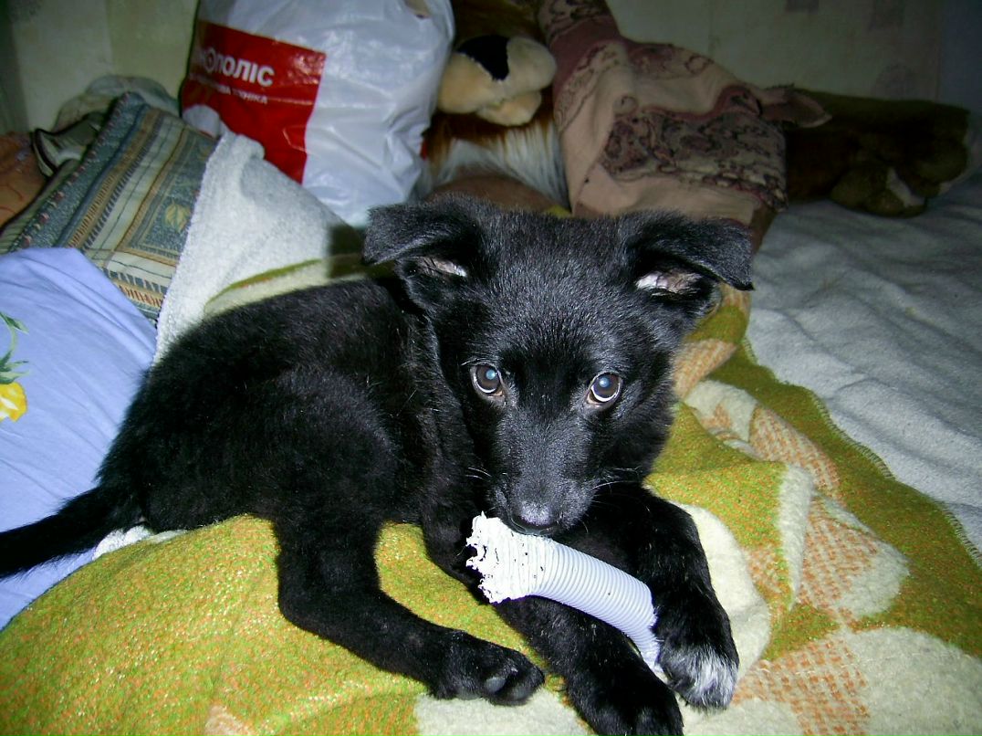 Ксения Лузанова | Киев