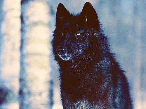 Женя Білан | 