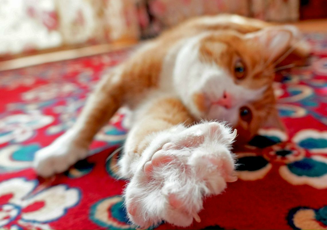 Евгений Черняк | Ногинск