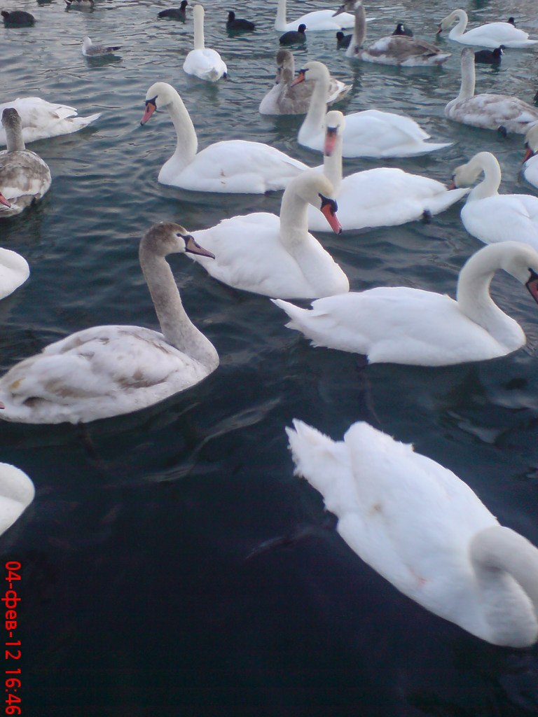 Анна Криворотова | Феодосия