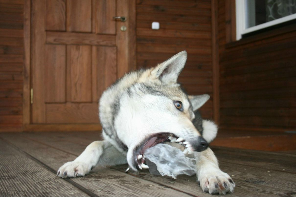 Антон Костюк | Минск