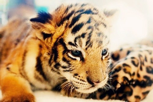 Даша Рухлова | 