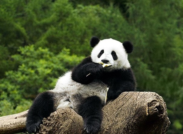 Miguel campomañes | 