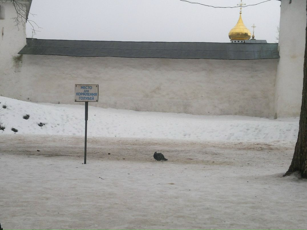 Алексей Кузьмин | Псков