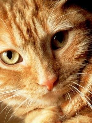 №4, Кирилл Фролов, Москва №4, Кирилл Фролов, Москва