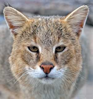 Андрей Апанасенко HasusMind | Москва