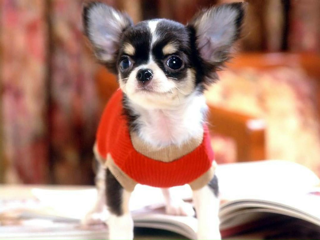 Слава Демичев | Приморск