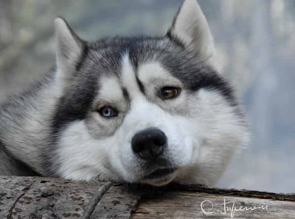 Анастасия Балясникова | Кольчугино