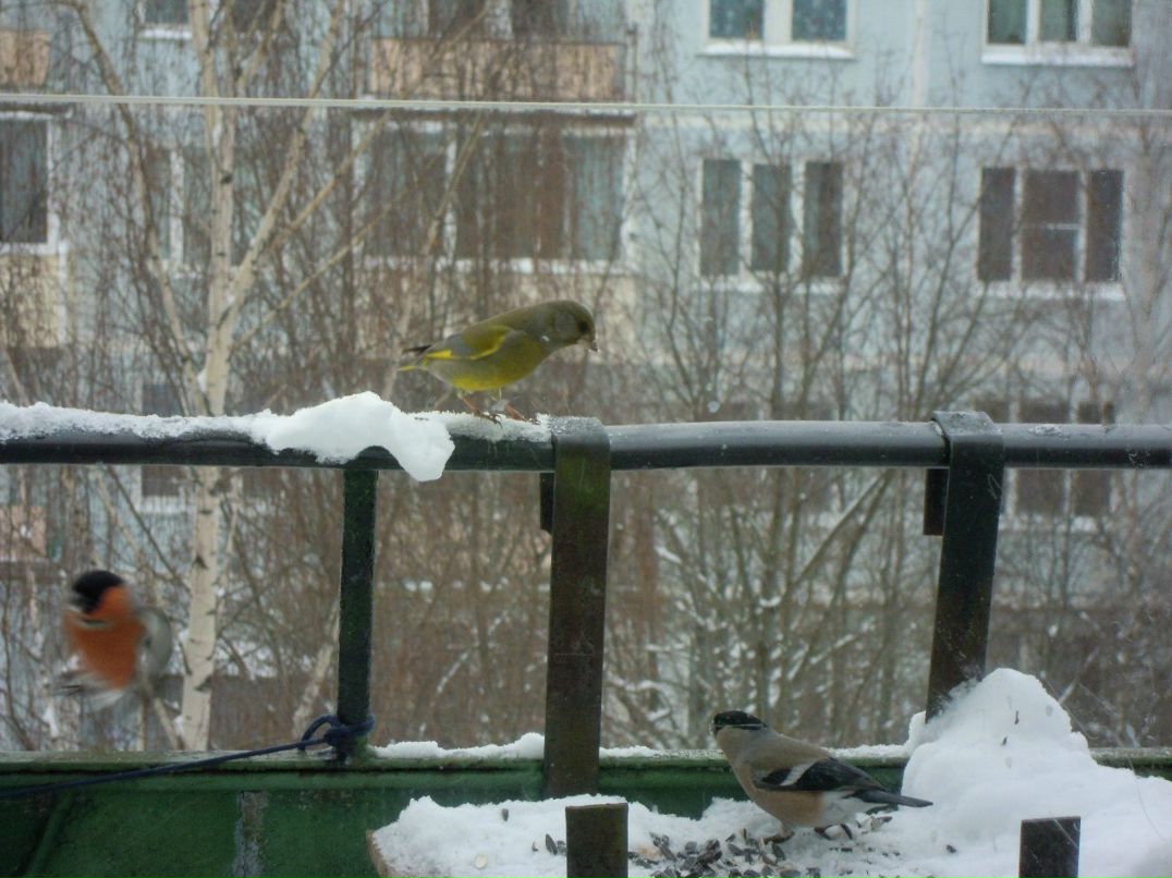 Danila Lisyuk | Lhasa