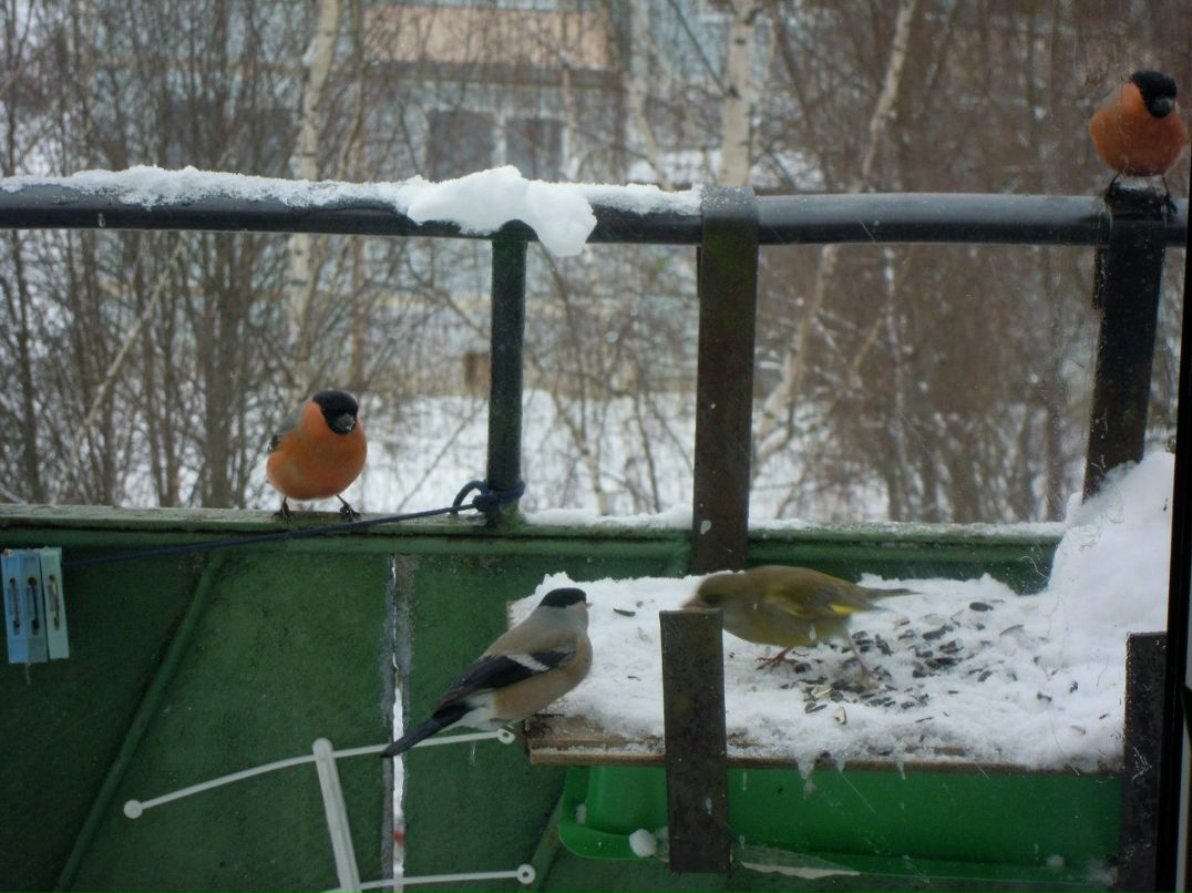 Danila Lisyuk | Lhasa