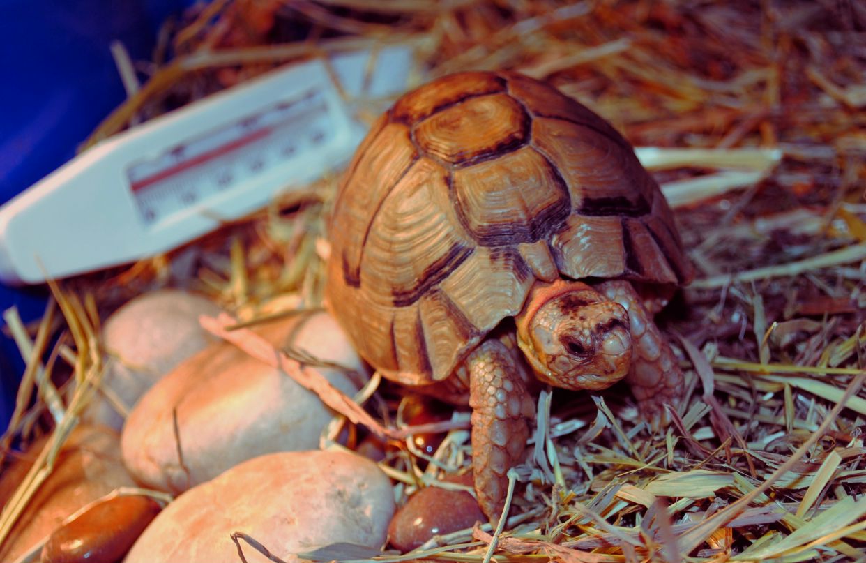 Лера Лера | Санкт-Петербург