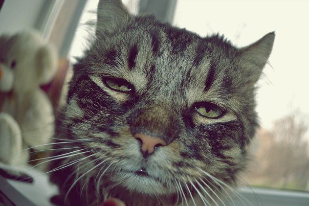 Константин Балканский | Брянск