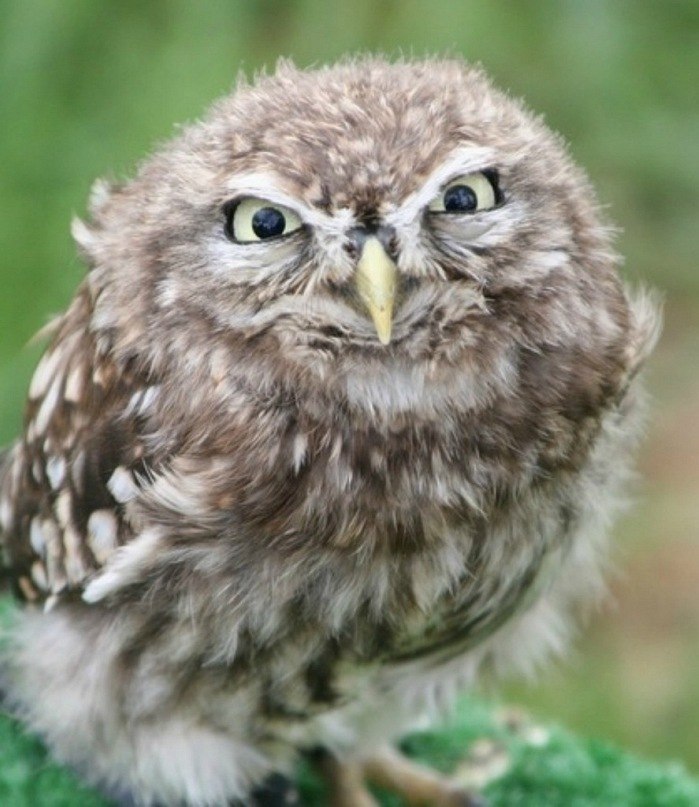 Андрей Петров | 