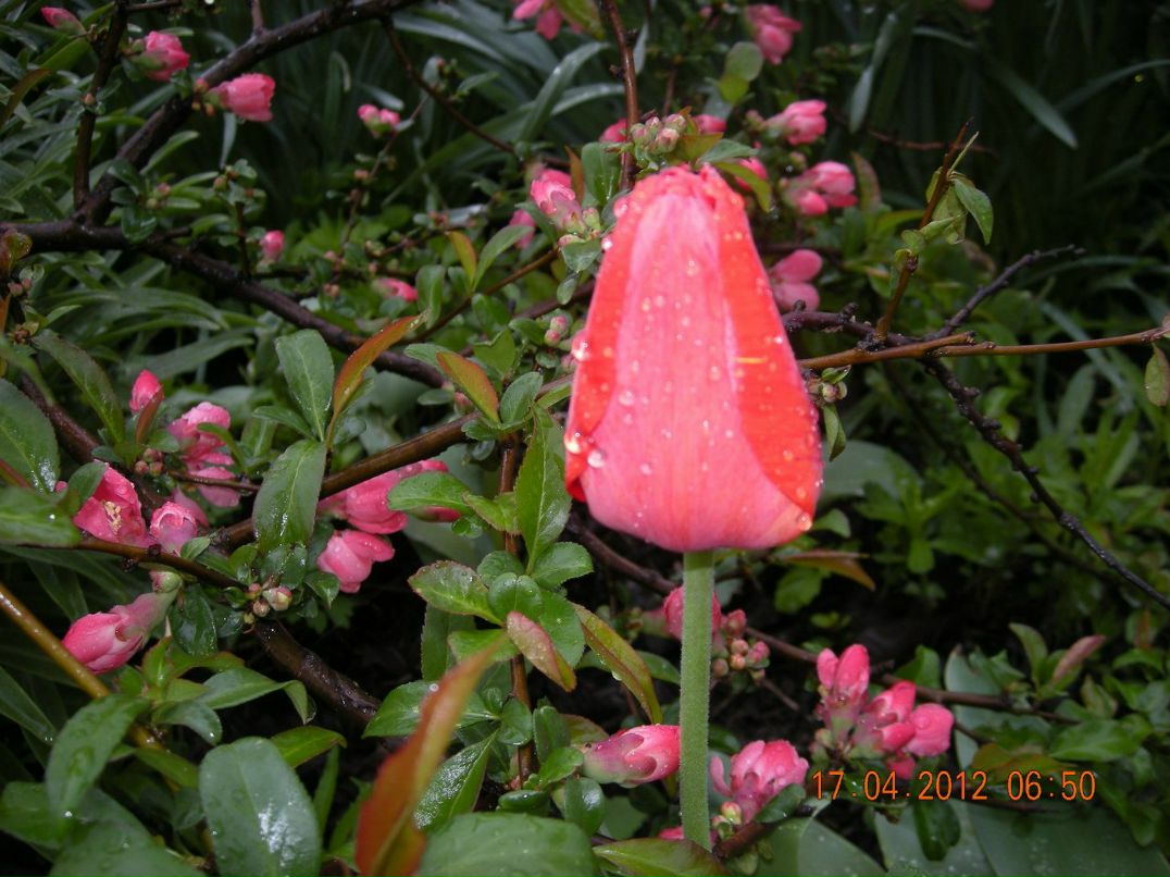 Анна Кривомазова | Краснодар