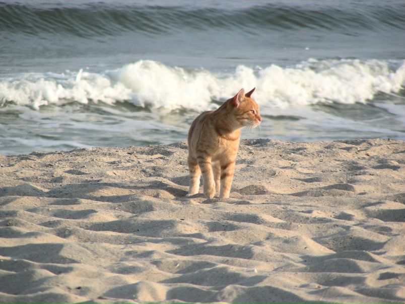 №77, Юлия Винницкая, 41 год, Киев №77, Юлия Винницкая, 41 год, Киев