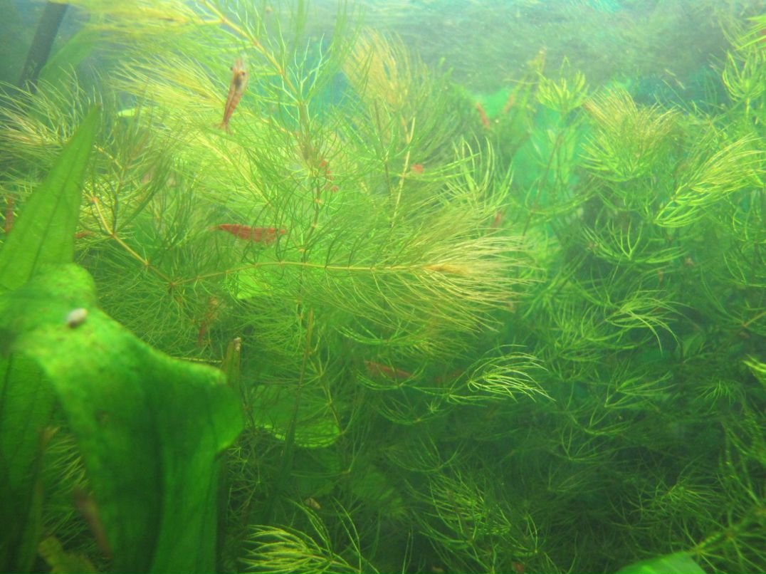 Баир Алексеев | Санкт-Петербург