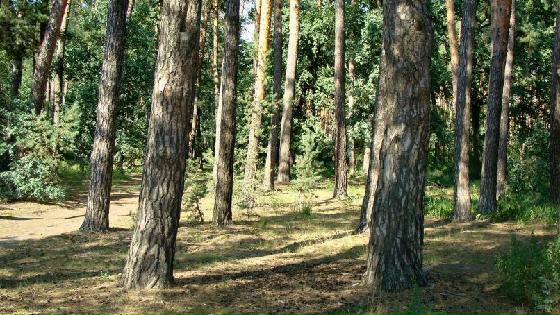 Владимир Шапран | Киев