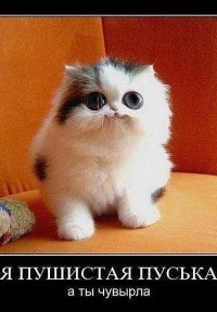 №93, Екатерина Вензель, 35 лет, Красноярск №93, Екатерина Вензель, 35 лет, Красноярск