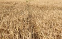 №5, Алексей Колосов, Санкт-Петербург, Россия