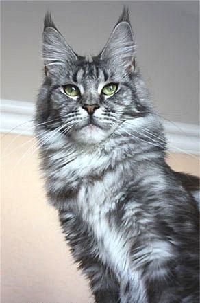 №81, Ольга Андронова №81, Ольга Андронова