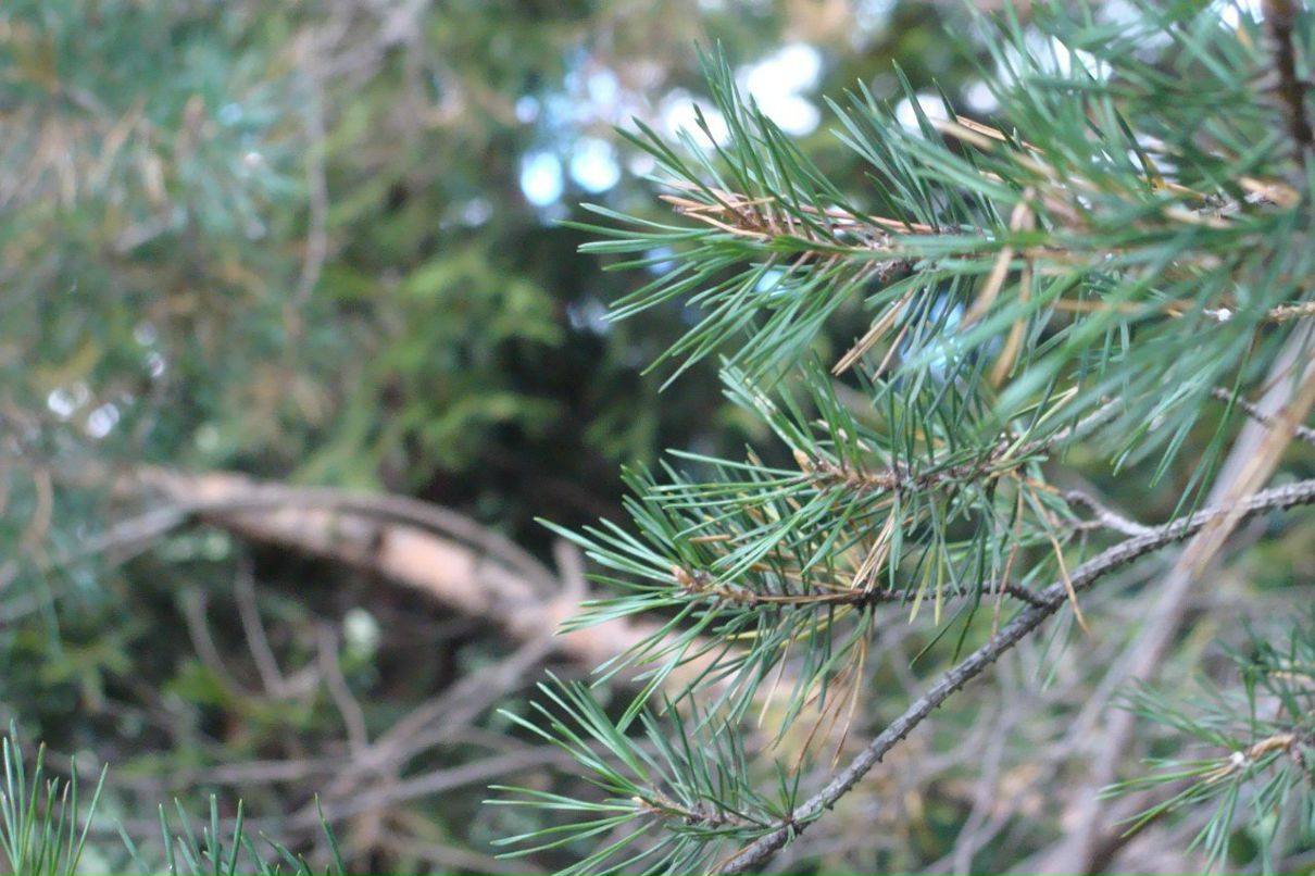 Наталья Меркулова | 