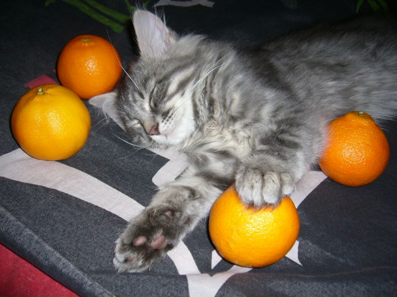 Наталья Евдокимова | Тула