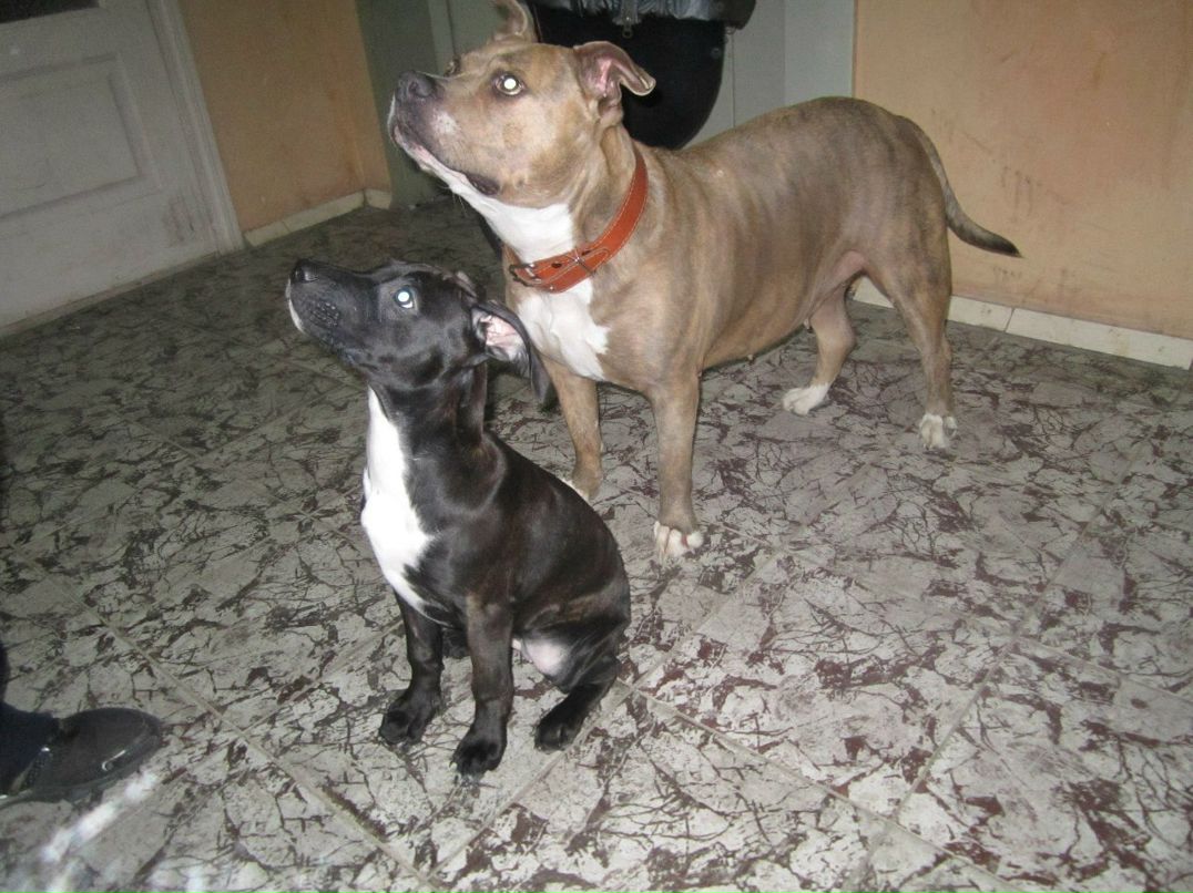 Андрей Лысямба | Amsterdam