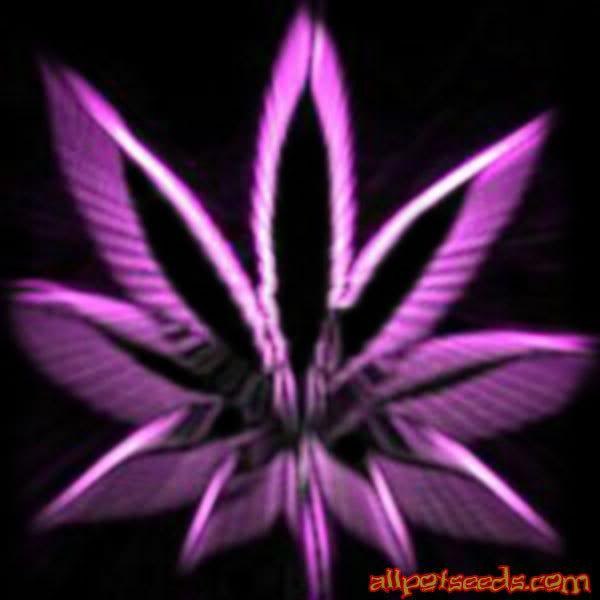 Серёга Бугага << .П.@.п.k.@. >> | Москва