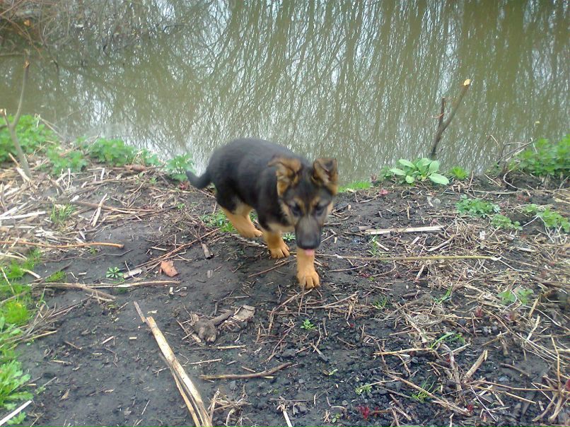 Сергій Шевчук | Збараж