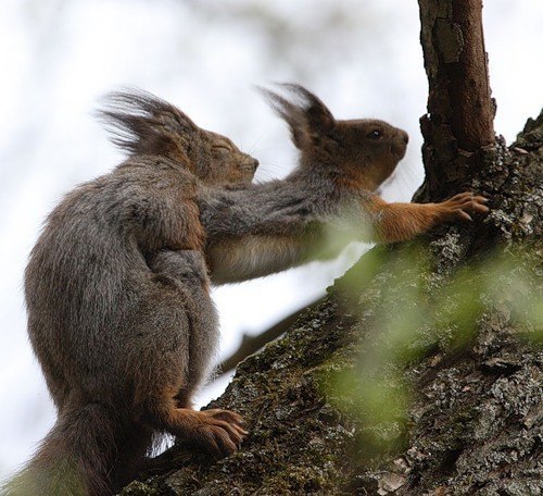 Дмитрий Теличко Евгеньевич | Новосибирск